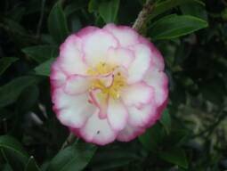 Camellia Sasanqua Paradise Pixie